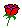 red rose