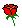 red rose