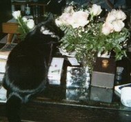 Jeannine's cat Silky