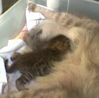 Oscar and brother Hairball