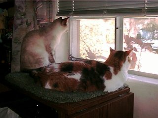 willing to share the window