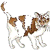 spaz with too much transparent