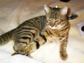 Oscar, the youngest and most spoiled cat!
