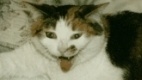 My Cat Spaz!